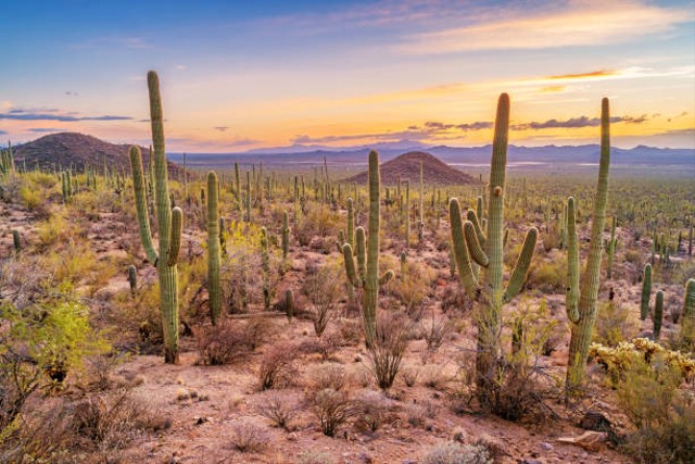 Ilustrasi salah satu jenis tumbuhan xerophyta adalah kaktus. Foto: iStock