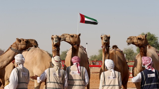Al Dhafra, festival unik yang memamerkan keindahan unta. Foto: Dok. Abu Dhabi Culture