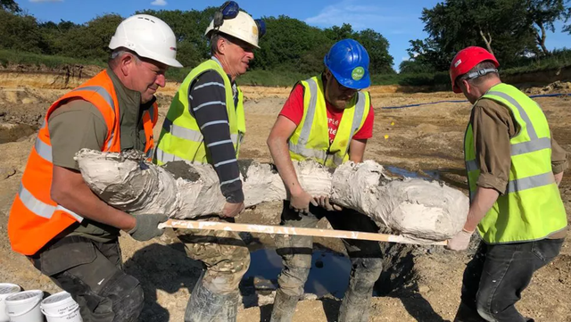 Para pekerja mengangkat gading mammoth di sebuah tambang di Swindon, sebuah kota di barat daya Inggris.  Foto: DigVentures