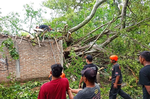 Pohon Beringin Berusia Ratusan Tahun di Ponorogo Tumbang Timpa Rumah dan Kios
