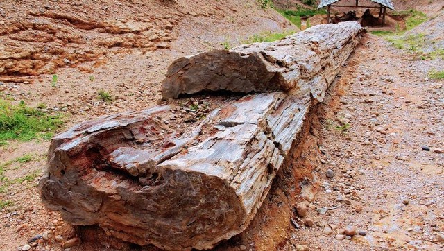 Fosil pohon purba yang ditemukan di Thailand.  Foto: Quaternary Science Review
