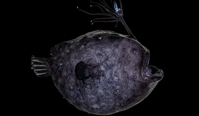 Footballfish ditemukan di Calfornia. Foto: Courtesy of the Natural History Museum of LA County