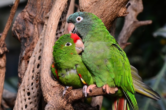 Ilustrasi Jenis Burung Lovebird. Foto: pixabay.com