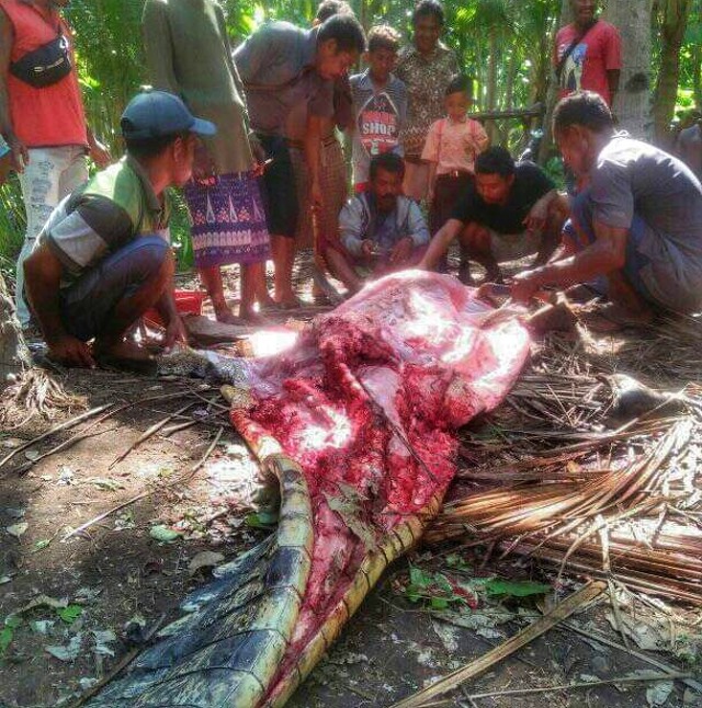 Warga Desa Bean di Kabupaten Lembata saat memotong seekor buaya. Foto : Istimewa