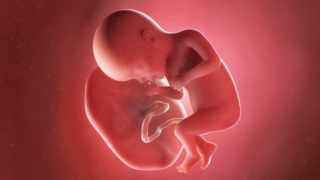 Ilustrasi plasenta pada ibu hamil. Foto: Shutterstock.