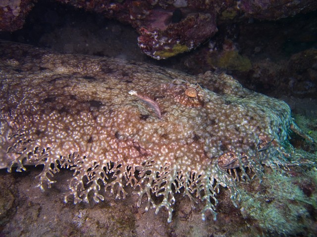 Mengenal Hiu Karpet, Hewan Aneh di Laut Papua dengan Tubuh Berumbai (130302)