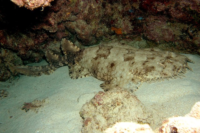 Mengenal Hiu Karpet, Hewan Aneh di Laut Papua dengan Tubuh Berumbai (130303)