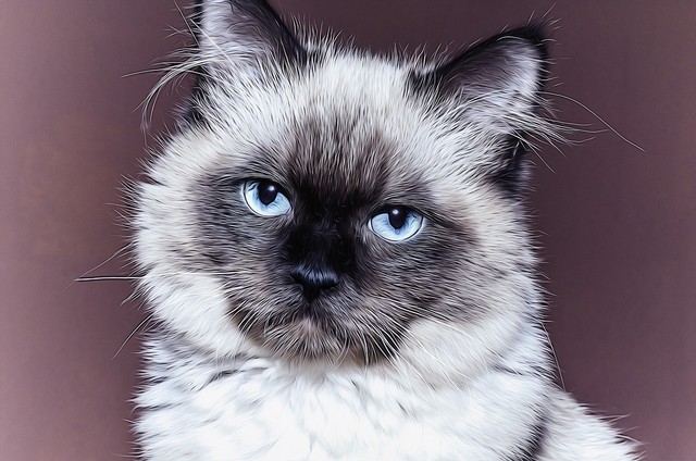 ilustrasi kucing siam. sumber: http://pixabay.com