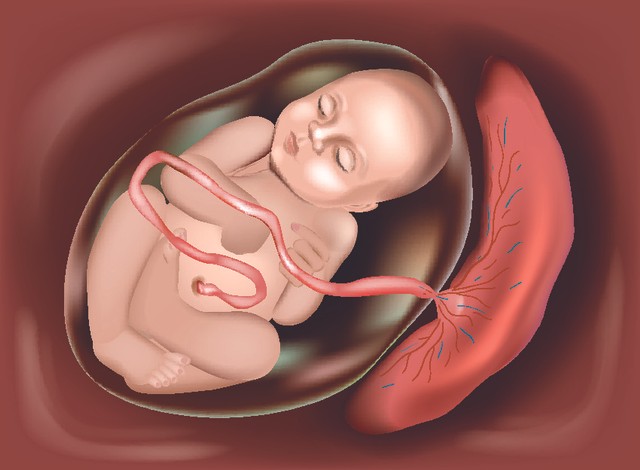 Teori Ramzi untuk Deteksi Jenis Kelamin Bayi di Dalam Kandungan, Apakah Akurat? (257340)