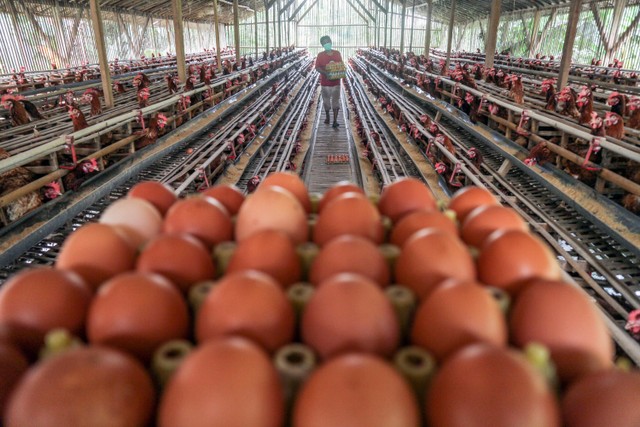 Peternak Thailand Beri Makan Ayam dengan Ganja sebagai Pengganti Antibiotik  | kumparan.com
