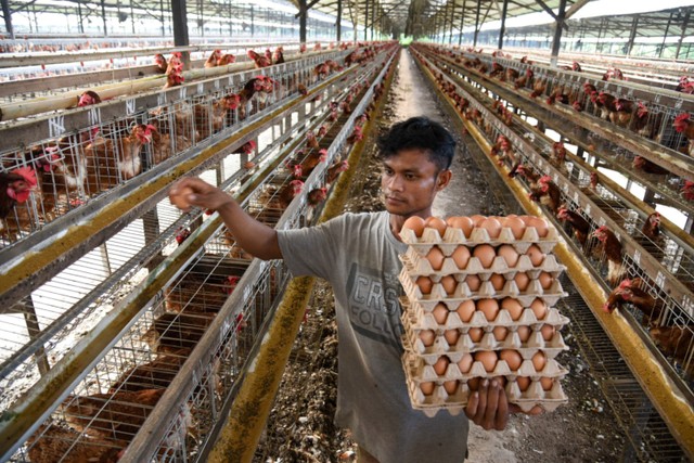 Peternak memanen telur ayam di salah satu peternakan di kawasan Lubuk Pakam, Deli Serdang, Sumatera Utara, Selasa (16/11).  Foto: Fransisco Carolio/ANTARA FOTO