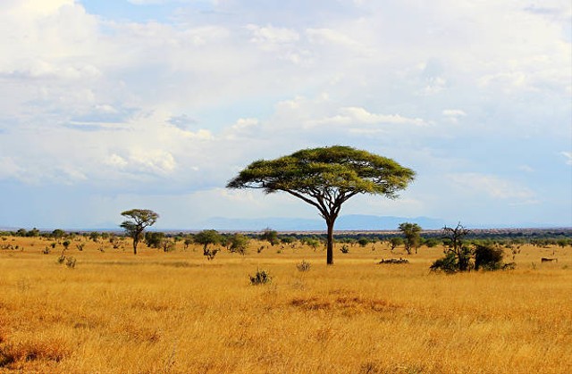 Ilustrasi padang sabana. Foto: iStock