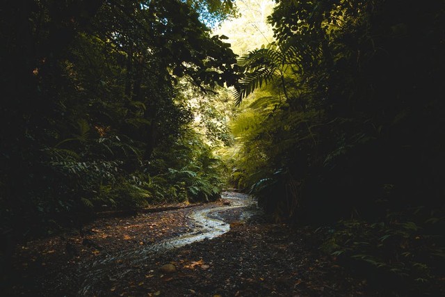 Ilustrasi hutan hujan tropis adalah jenis hutan yang banyak ditemukan di daerah tropis. Foto: Pexels