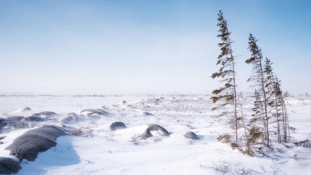 Ilustrasi tundra. Foto: iStock
