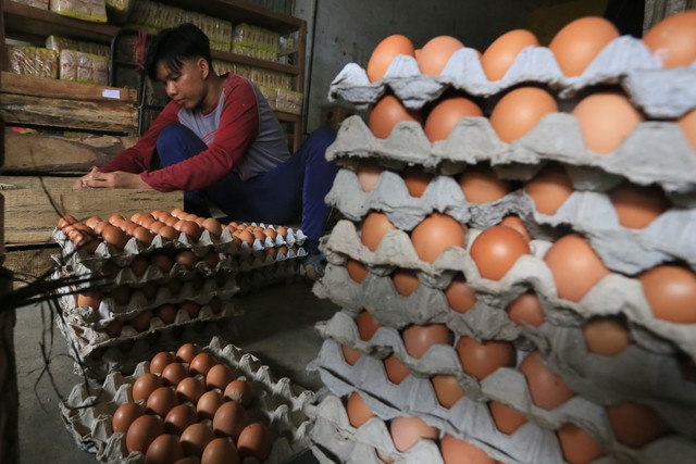 Pedagang menyortir telur ayam ras untuk pembeli. Foto: ANTARA FOTO/Dedhez Anggara