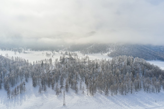 Hutan taiga adalah jenis hutan yang banyak ditemukan di daerah dengan iklim dingin seperti kutub. Foto: Pexels.com