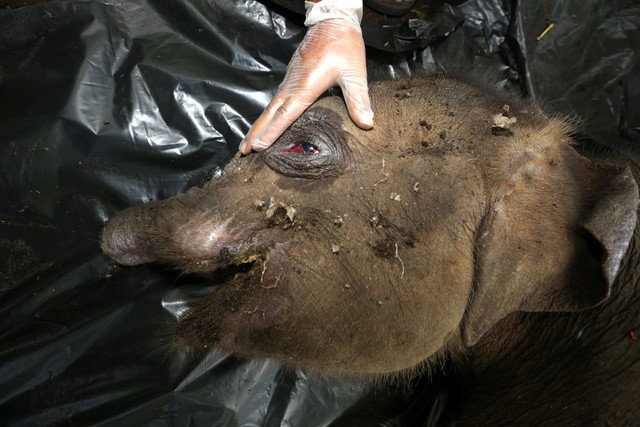 Petugas BKSDA Aceh melakukan proses nekropsi terhadap bangkai anak gajah sumatera liar di Pusat Latihan Gajah (PLG) Saree, Aceh Besar, Aceh, Selasa (16/11/2021). Foto: Irwansyah Putra/ANTARA FOTO