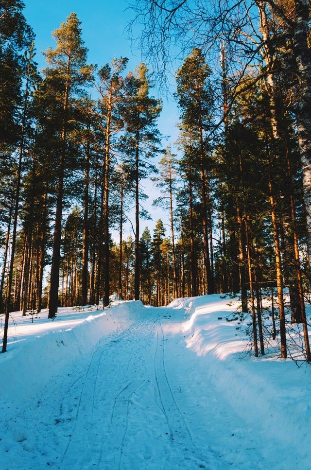 Ilustrasi hutan Lapland. Sumber : Unsplash