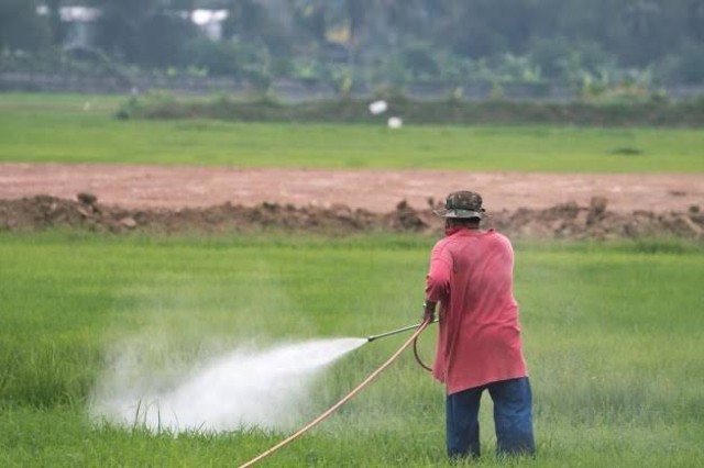 Hama tanaman padi dan bagaimana cara membasminya. Foto: Freepik