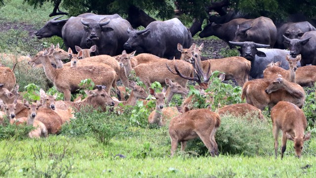 Kawanan rusa timor (cervus temorensis) dan kerbau liar (babalu bubalis) berada di Savana Bekol, Taman Nasional Baluran, Situbondo, Jawa Timur, Sabtu (1/1/2022). Foto: Budi Candra Setya/ANTARA FOTO