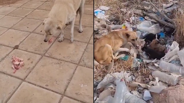 Pria habiskan Rp20 juta per bulan demi beri makan anjing liar. (Foto: @naderabdalraheem/TikTok)