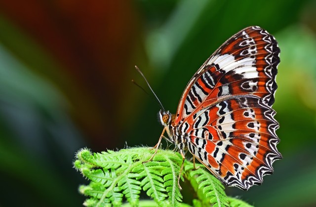 Pengertian dari wilayah penyebaran fauna neotropik. Foto: Unsplash