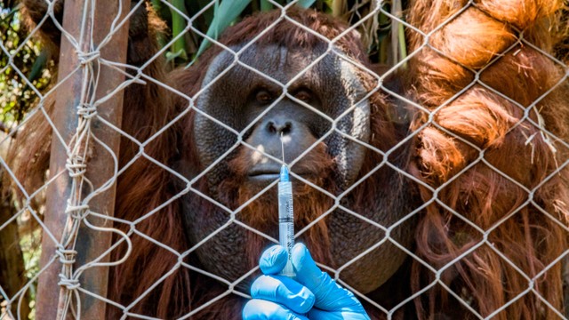 Orang Utan di Kebun Binatang Chile Disuntik Vaksin Virus Corona (6381)