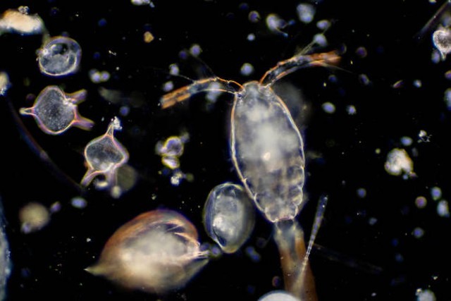 Mengenal Organisme Laut, dari Bentos, Nekton, hingga Plankton