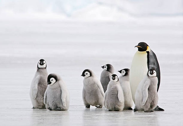 Salah satu fauna Antartika adalah penguin. Foto: iStock