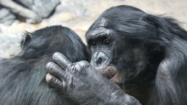 Orangutan merupakan salah satu fauna yang tersebar di beberapa wilayah di dunia. Foto: Pixabay