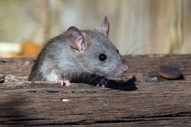 Cara mengukir tikus dengan kapur barus. Foto: Unsplash