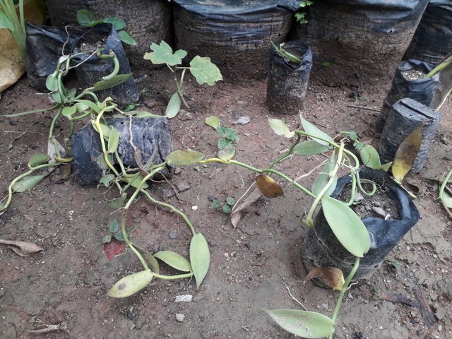 Kondisi bibit vanili yang merupakan bantuan dari Pemerintah Desa Bu Utara untuk masyarakat petani di Desa Bu Utara. Foto : Istimewa
