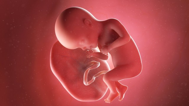 Ilustrasi posisi janin usia 6 bulan: Foto: Shutterstock