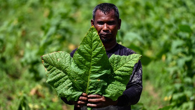 Seorang petani menunjukkan daun tembakau di perkebunan tembakau di Kuta Cot Glie, provinsi Aceh, Indonesia pada 6 Januari 2022. Foto: CHAIDEER MAHYUDDIN / AFP