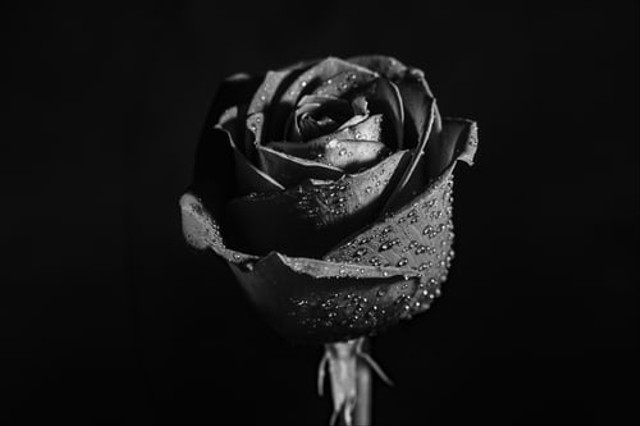 Ilustrasi mawar hitam. Unsplash.com