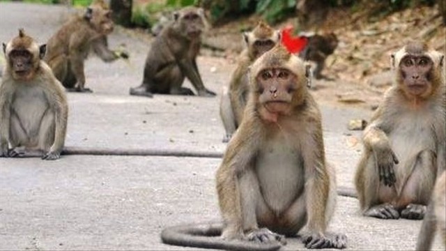Ilustrasi geng monyet. Foto: Istimewa