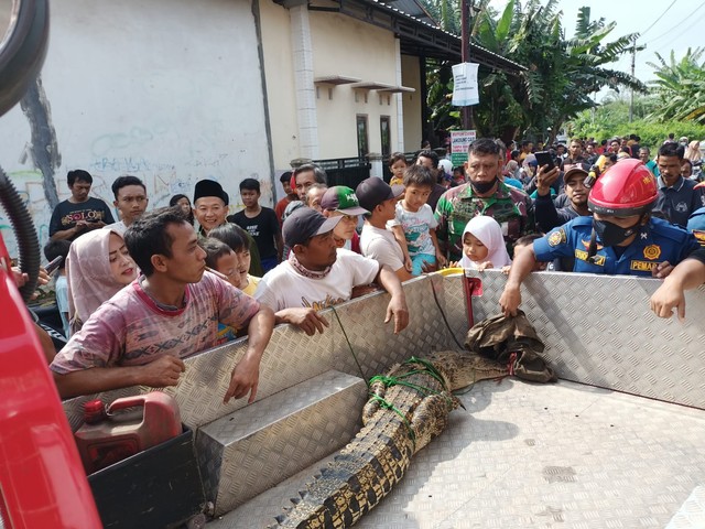 Wong Kelurahan Kertoharjo, Kecamatan Pekalongan Selatan, Kota Pekalongan, M. Andi (43) nangkep buaya muara karo nganggo pancing, dina Jemuah (7/1/2022).