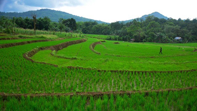 Petani beraktivitas di persawahan Desa Puca, Kabupaten Maros, Sulawesi Selatan, Sabtu (8/1/2022) Foto: Abriawan Abhe/ANTARA FOTO