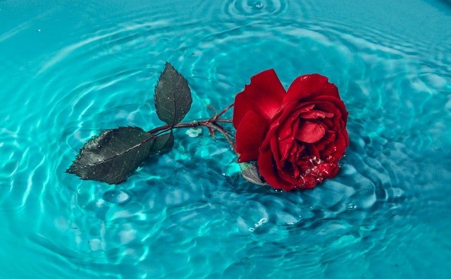 Ilustrasi mawar. Foto: Pexels