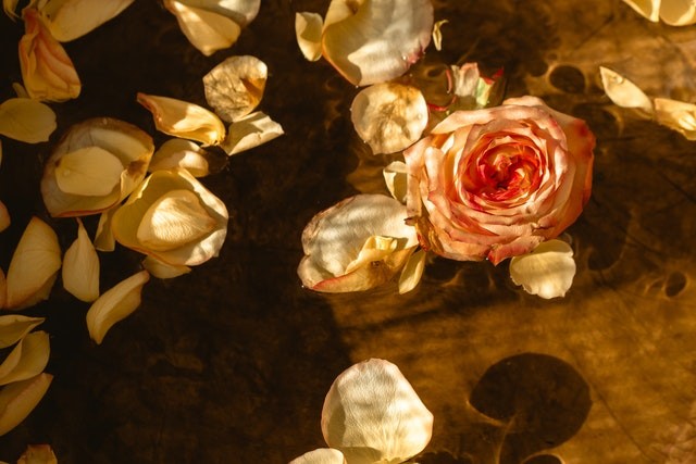 Ilustrasi mawar. Foto: Pexels