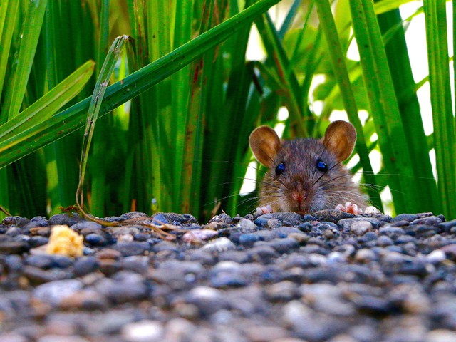 Ilustrasi tikus di sawah. Foto: Pixabay.com