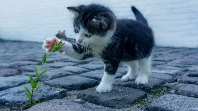 4 Kebiasaan Ini Bisa Bikin Kucing Peliharaanmu Tidak Betah dan Kabur dari Rumah (148158)