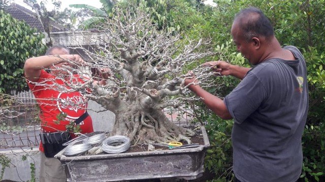 Koordinator Wilayah Piyungan, Perhimpunan Penggemar Bonsai Indonesia (PPBI) Bantul DIY, Gunardi (kanan) sedang memasang kawat di pohon bonsainya. Foto: Widi Erha Pradana