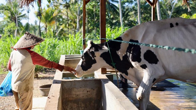 Foto Menjenguk Bisnis Susu Sapi Perah Dari Eropa