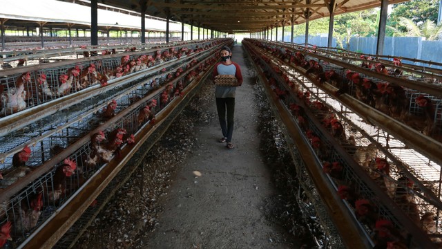 Pekerja mengumpulkan telur ayam ras di peternakan. Foto: ANTARA FOTO/Syifa Yulinnas