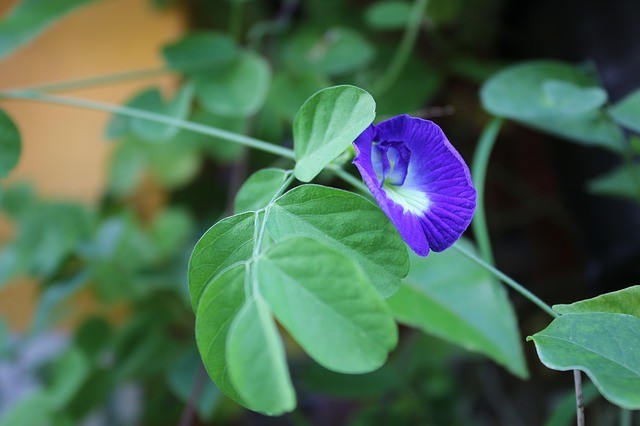 Ilustrasi bunga telang ungu. Foto: Pixabay