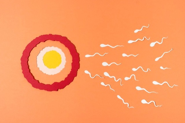 Berapa Lama Sperma Berjalan Menuju Rahim? Ini Jawabannya (488696)