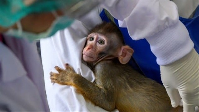 Peneliti memeriksa bayi monyet di Pusat Penelitian Primata Thailand Universitas Chulalongkorn. Foto: AFP/Mladen ANTONOV
