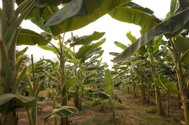 Kerajinan dari Limbah Daun Pelepah Pisang: Bunga, Tas, hingga Lukisan (471018)