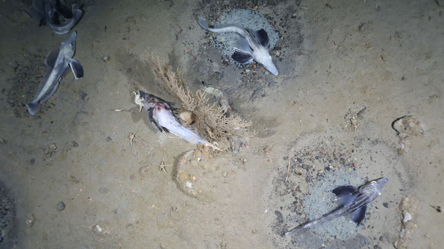 60 Juta Sarang Ikan Ditemukan di Bawah Laut Antartika, Begini Penampakannya (43805)
